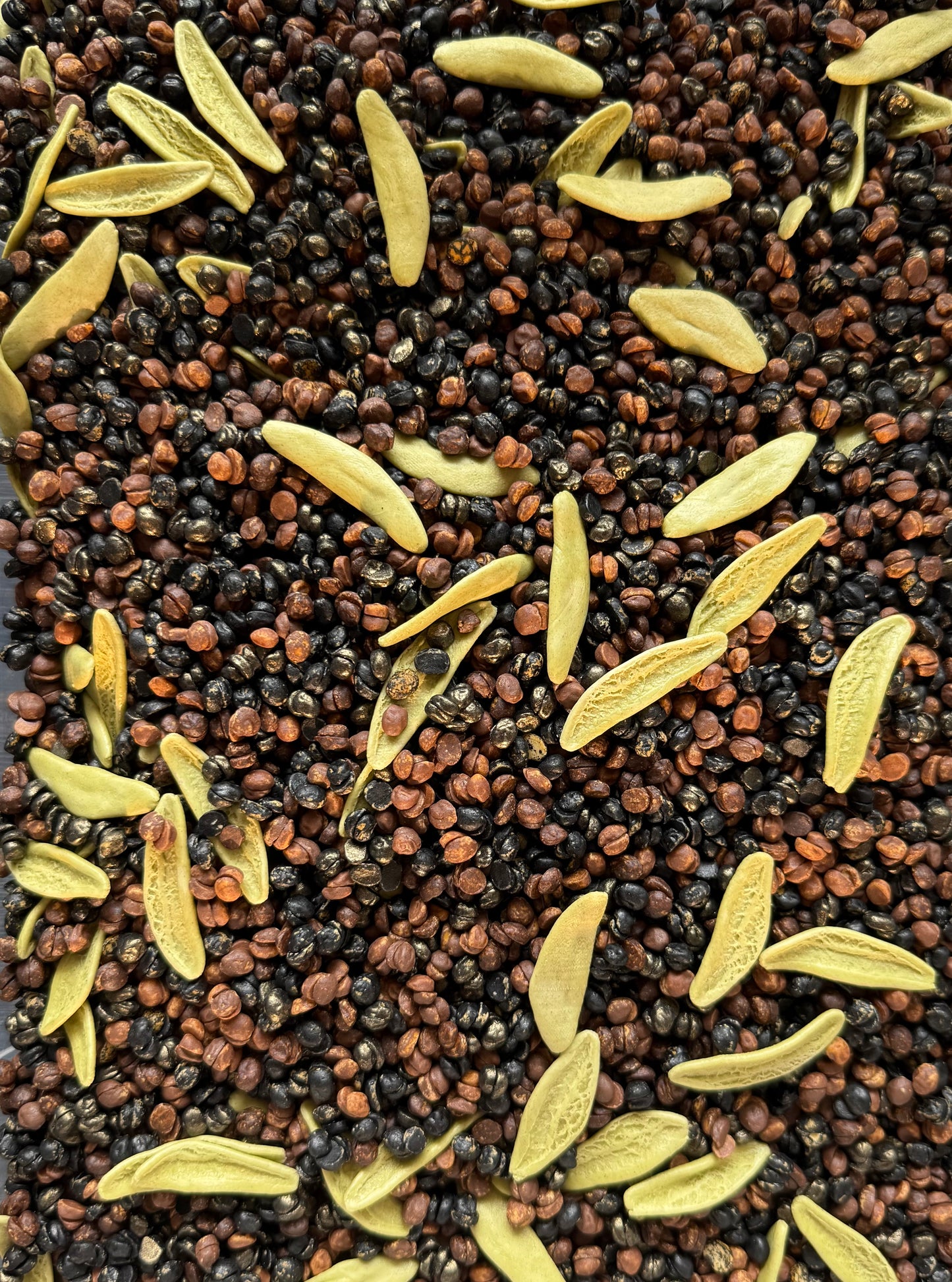 Soil Chickpeas
