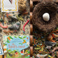 Peep inside a birds nest