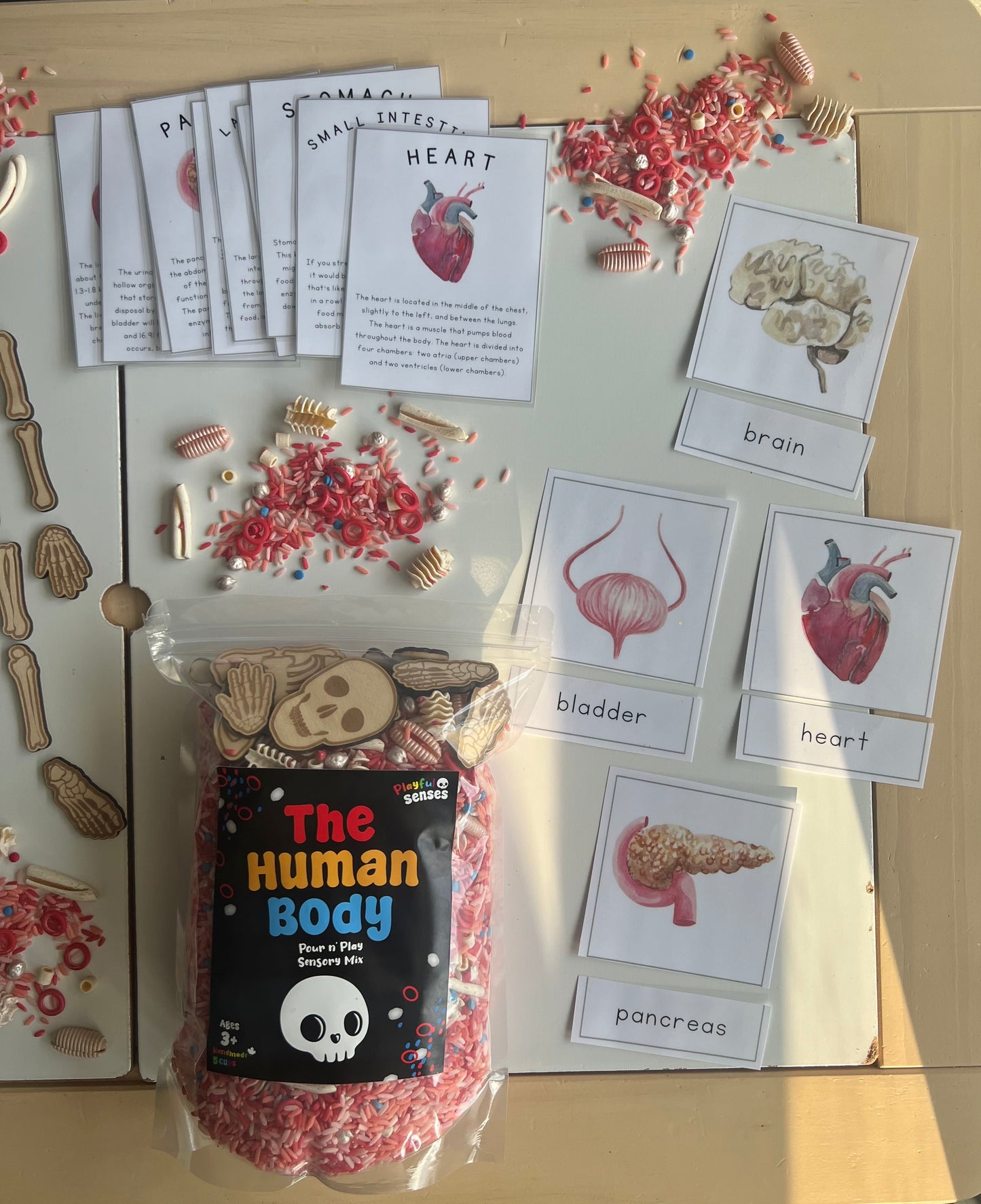 The Human Body