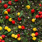 How Does Your Garden Grow?