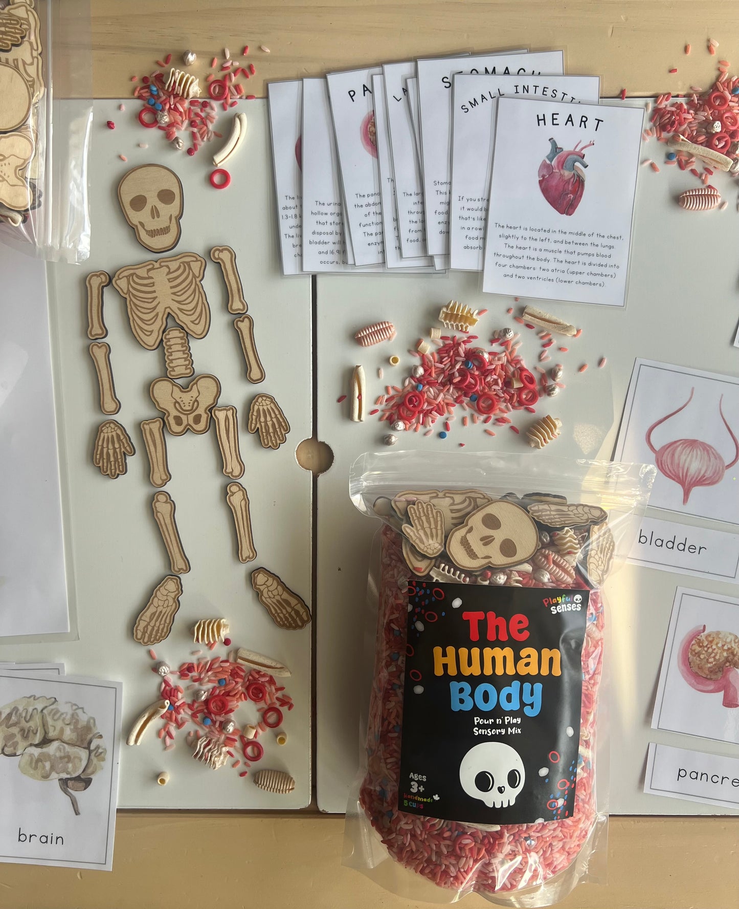 The Human Body